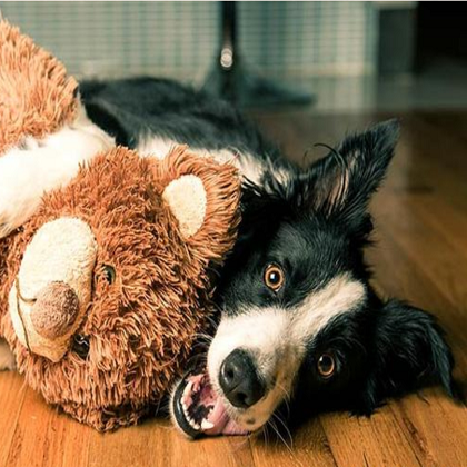 juguetes rompecabezas para perros
