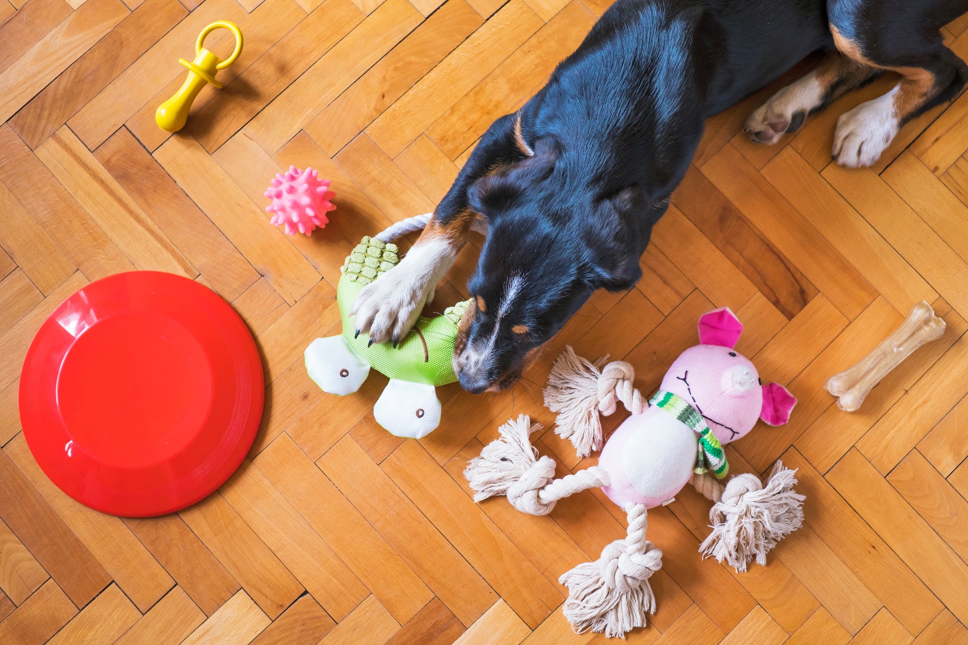 juguetes chirriantes para perros